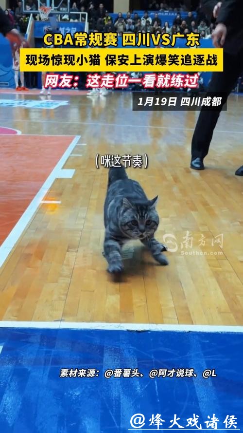 CBA赛场“意外”：两只猫咪闯入捣乱，保安上演爆笑追逐战