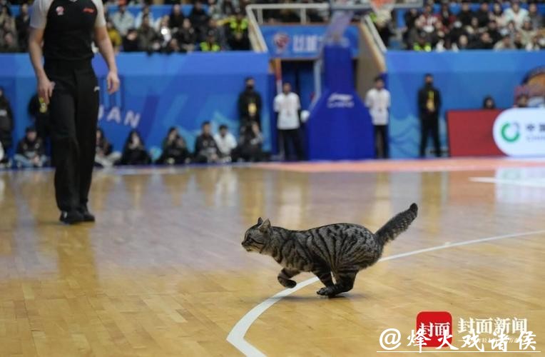 CBA赛场“意外”：两只猫咪闯入捣乱，保安上演爆笑追逐战